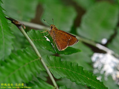 Caltoris cahira austeni