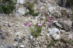 Penstemon laricifolius