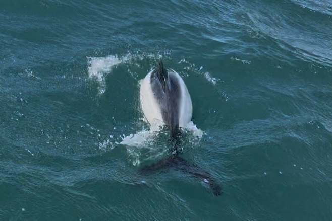 Cephalorhynchus commersonii