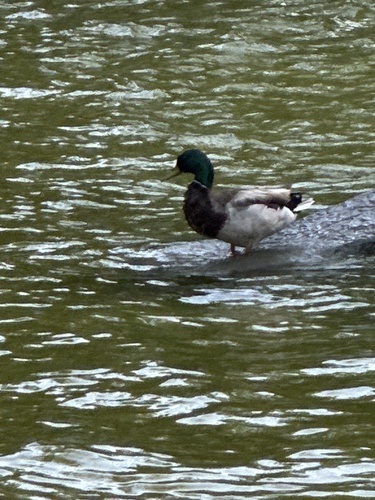 Mallard