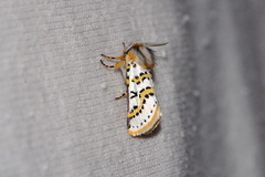 Procanthia distantii