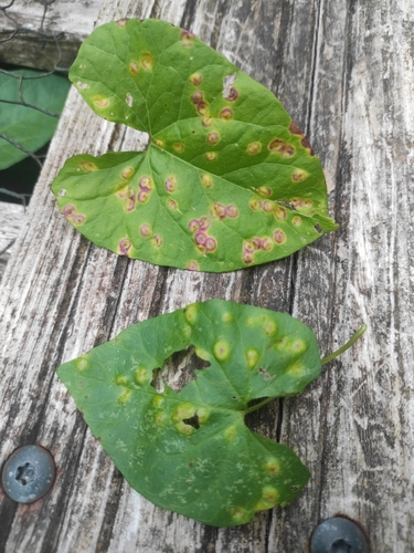 Puccinia convolvuli