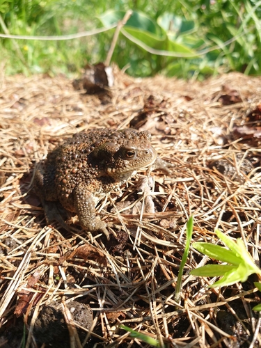 European Toad