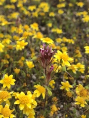 Castilleja brevistyla