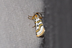 Procanthia distantii