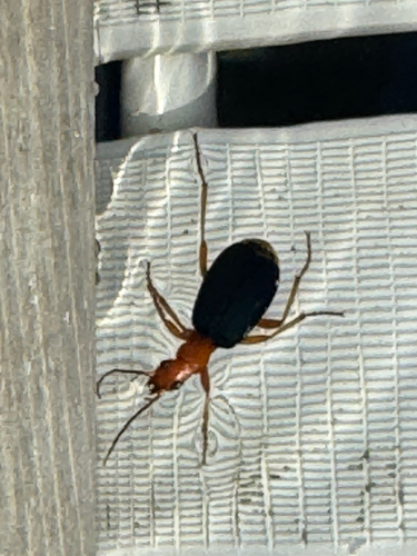 Brachinus crepitans