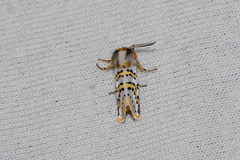 Procanthia distantii