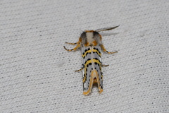 Procanthia distantii