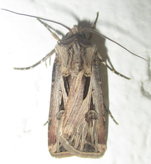 Agrotis spinifera