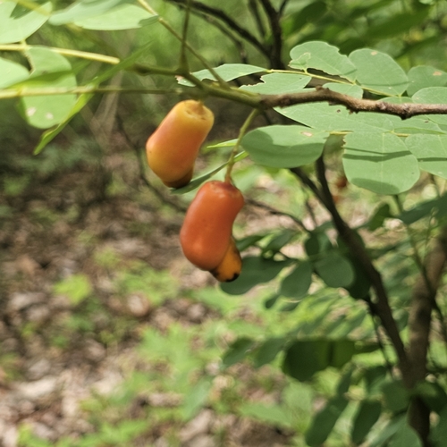 Rourea coccinea