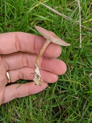 Calocybe carnea