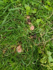 Calocybe carnea