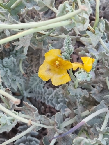 Yellow Horned Poppy