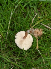 Calocybe carnea