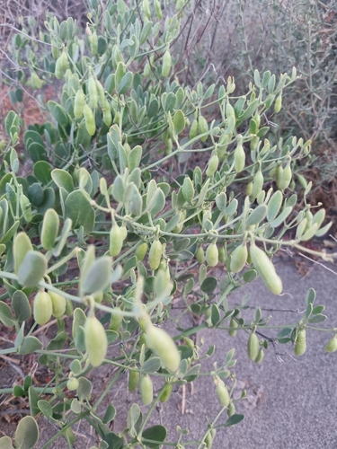 Syrian bean-caper