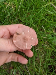 Calocybe carnea