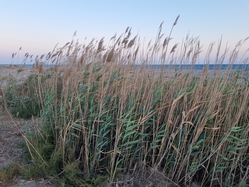 common reed