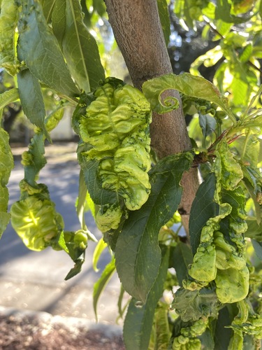 Peach Leaf Curl