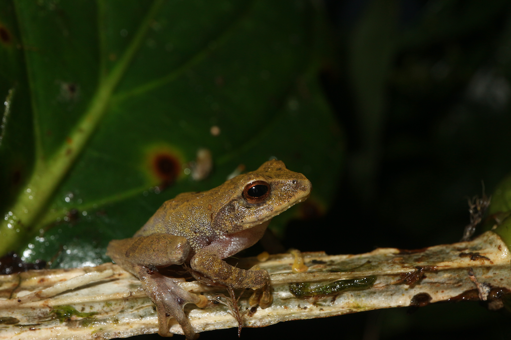 Mindanao Bubble-Nest Frog