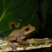 Smooth-Skinned Tree Frog - Photo (c) kier5147, some rights reserved (CC BY-NC), uploaded by kier5147