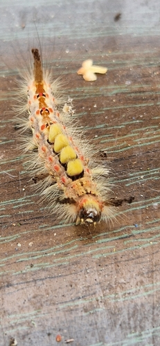 Rusty Tussock Moth