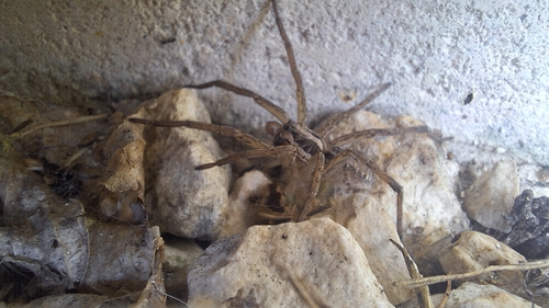 Radiated Wolf Spider
