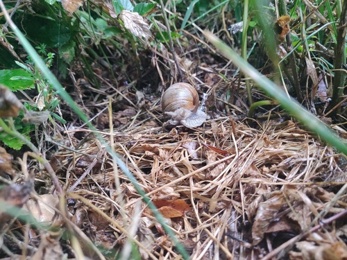 Roman Snail