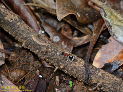 Andreimyrme substriolata