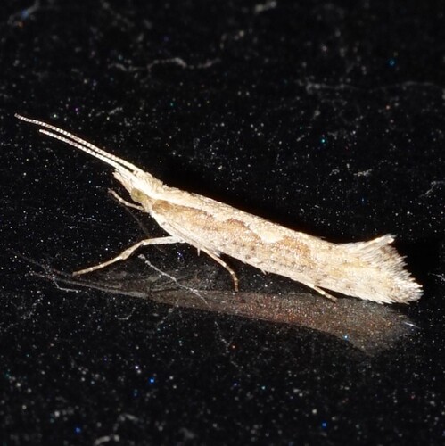 Diamondback Moth