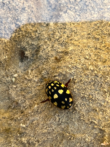 Sunburst Diving Beetle