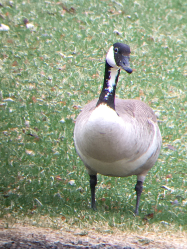Canada Goose photographed in Colorado