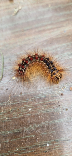 Spongy Moth