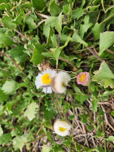 Erigeron procumbens, photograph 4