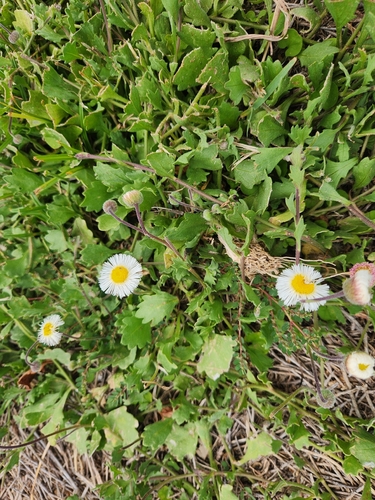 Erigeron procumbens, photograph 5