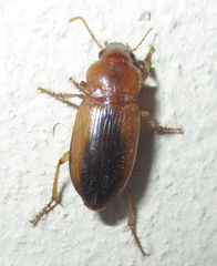Ooidius