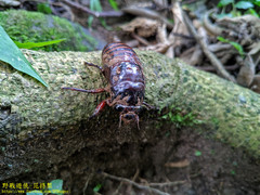 Cryptotympana holsti