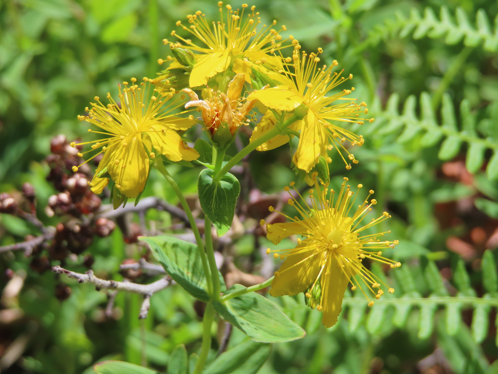 Scouler's St. John's wort