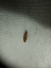 Compsodes delicatulus