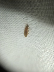 Compsodes delicatulus