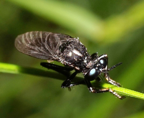 Dioctria atricapilla