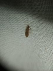 Compsodes delicatulus