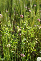 Trifolium bifidum
