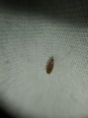 Compsodes delicatulus