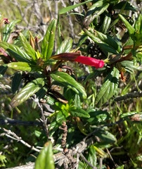 Diplacus parviflorus