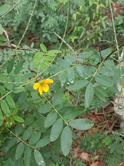 Senna sulfurea
