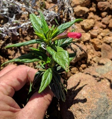 Diplacus parviflorus