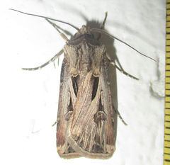 Agrotis spinifera