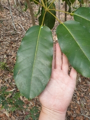 Heptapleurum actinophyllum
