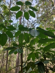 Heptapleurum actinophyllum