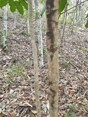 Heptapleurum actinophyllum